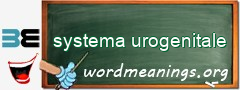 WordMeaning blackboard for systema urogenitale
